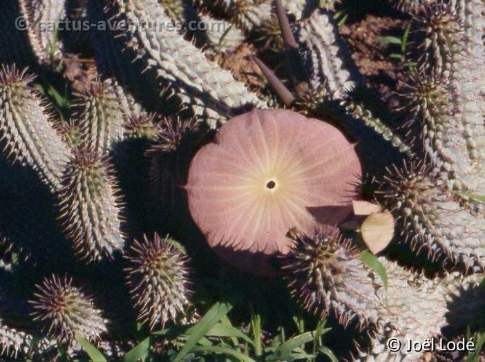 Hoodia gordonii